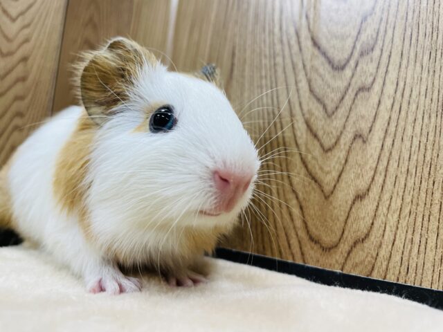 イングリッシュモルモット