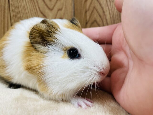 イングリッシュモルモット