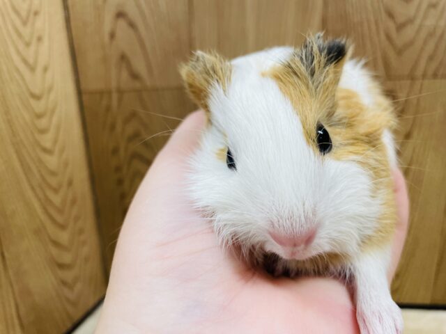 イングリッシュモルモット