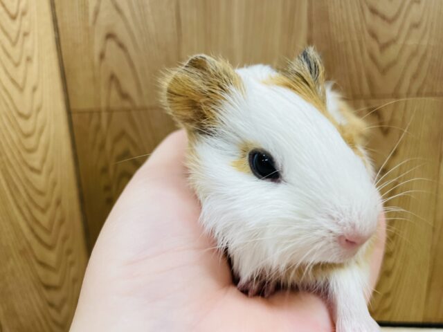 イングリッシュモルモット