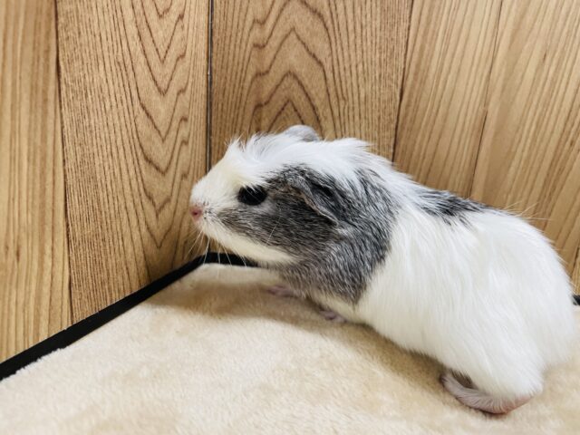 クレステッドモルモット