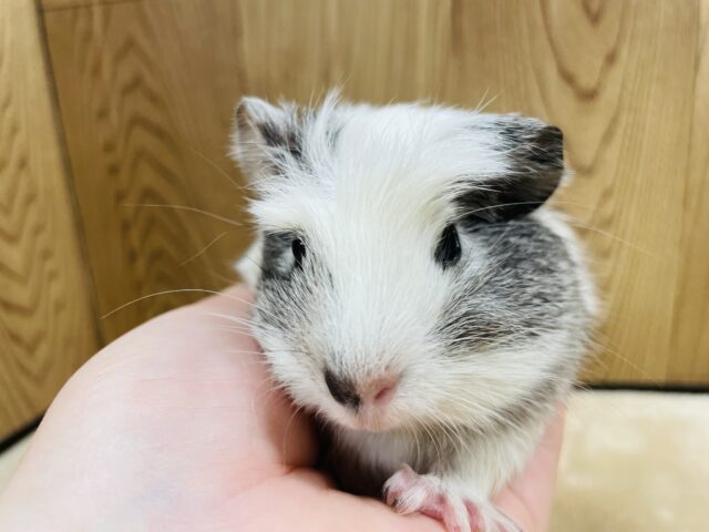 クレステッドモルモット