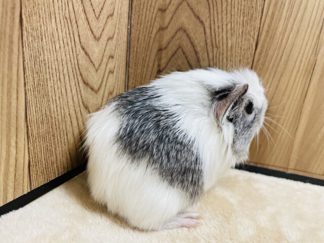 クレステッドモルモット