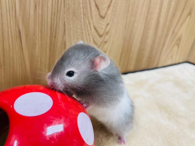 ゴールデンハムスター