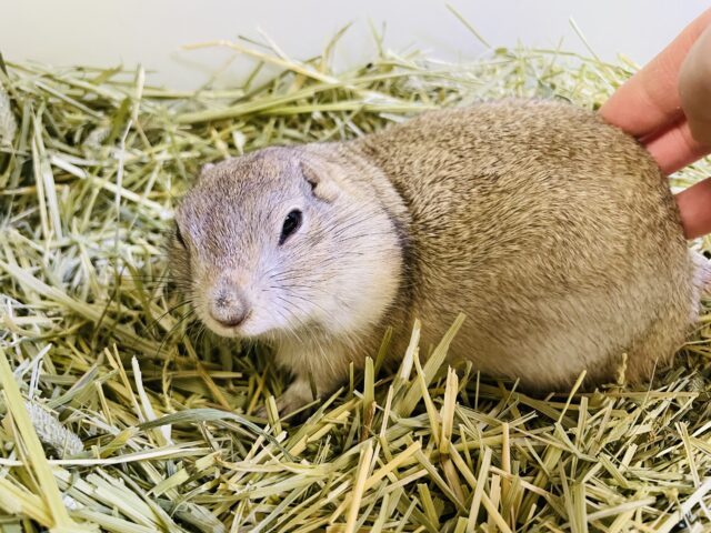 リチャードソンジリス