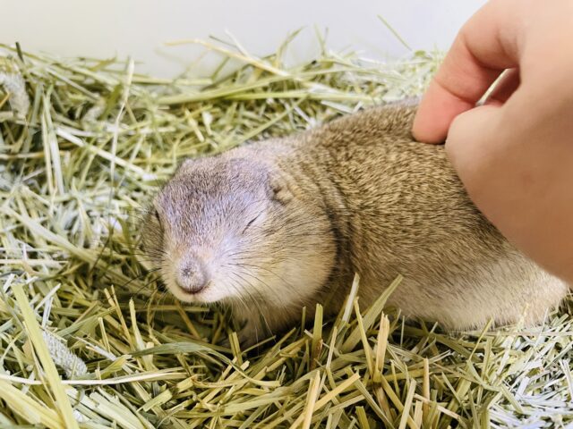 リチャードソンジリス