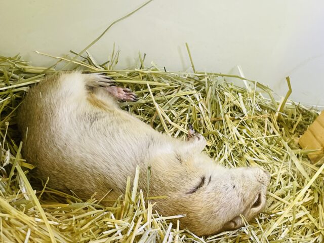 リチャードソンジリス