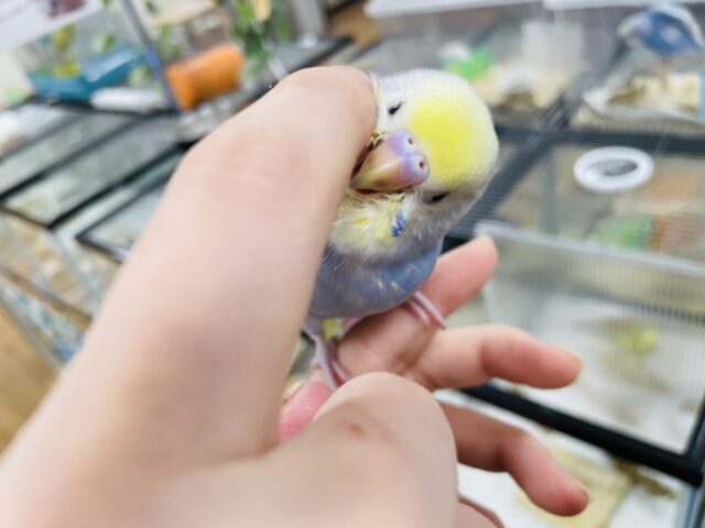 セキセイインコ