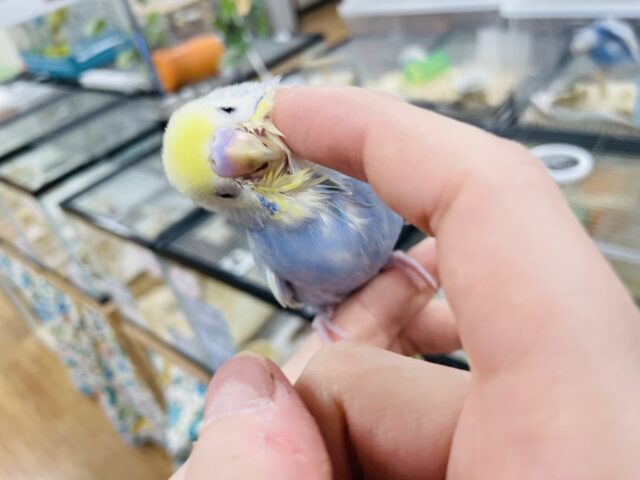セキセイインコ