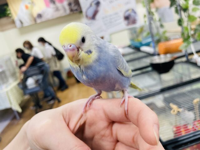 セキセイインコ