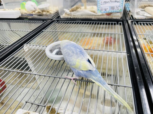 セキセイインコ
