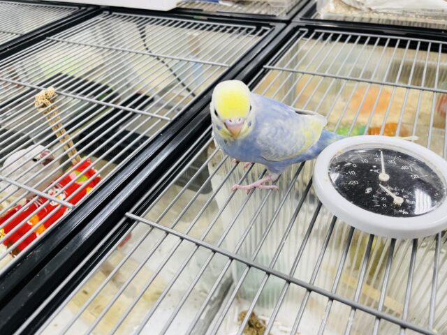 セキセイインコ