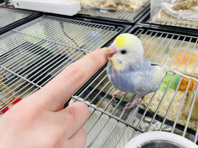 セキセイインコ