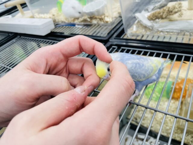 セキセイインコ