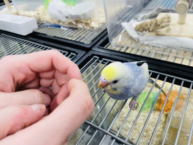 セキセイインコ