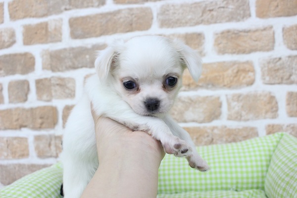 うるうる✨おめめ👀にノックアウト👊☆チワワ・女の子! チワワ