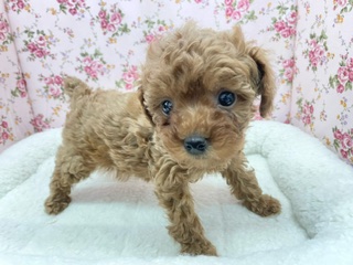 不動の人気No.1わんこ!! トイプードルの女のコ 2024.3/9撮影 トイプードル