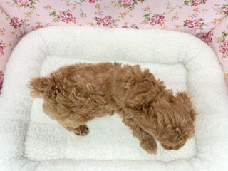 不動の人気No.1わんこ!! トイプードルの女のコ 2024.3/9撮影 トイプードル