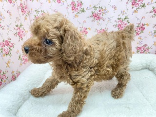 不動の人気No.1わんこ!! トイプードルの女のコ 2024.3/9撮影 トイプードル