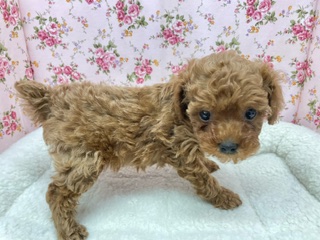 不動の人気No.1わんこ!! トイプードルの女のコ 2024.3/9撮影 トイプードル