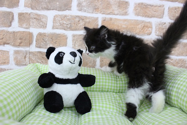 スコティッシュフォールド