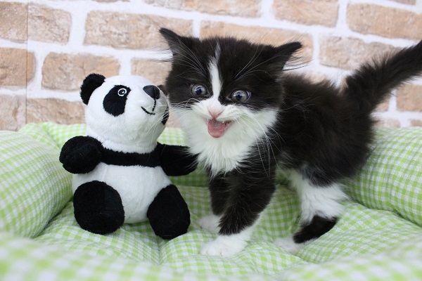 スコティッシュフォールド