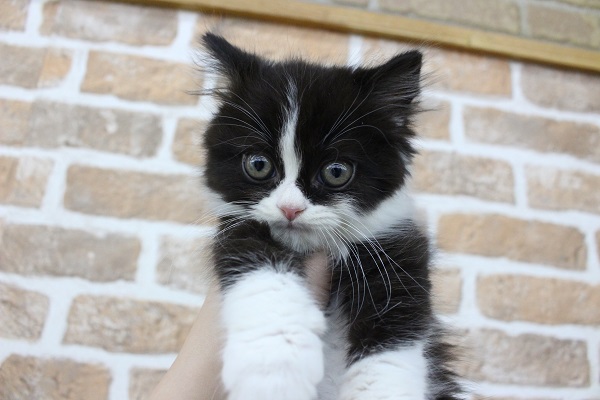 スコティッシュフォールド