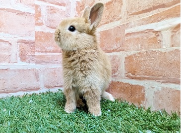 【最新画像更新☆☆】人気再来!?フワフワネザーちゃん♡ ネザーランドドワーフ ネザーランドドワーフ