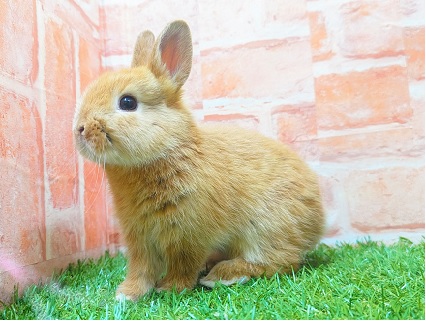 【最新画像更新☆☆】人気再来!?フワフワネザーちゃん♡ ネザーランドドワーフ ネザーランドドワーフ