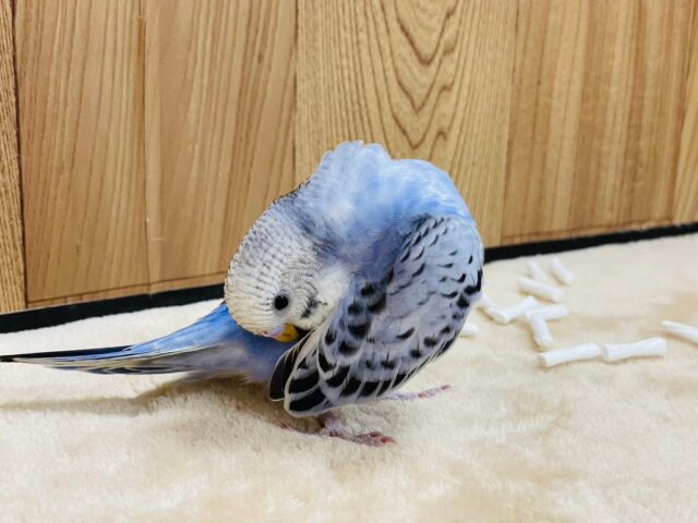 セキセイインコ