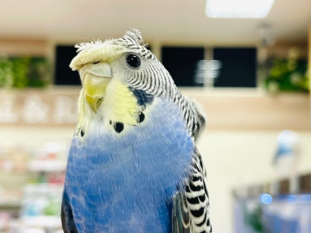 羽衣セキセイインコ