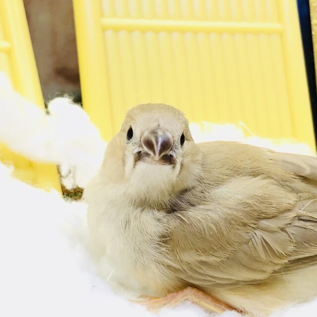 錦花鳥（キンカチョウ）