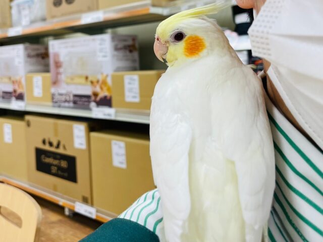 オカメインコ
