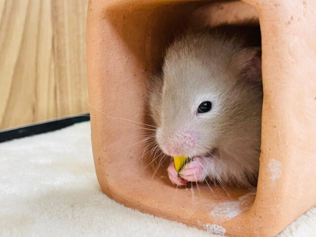 ゴールデンハムスター