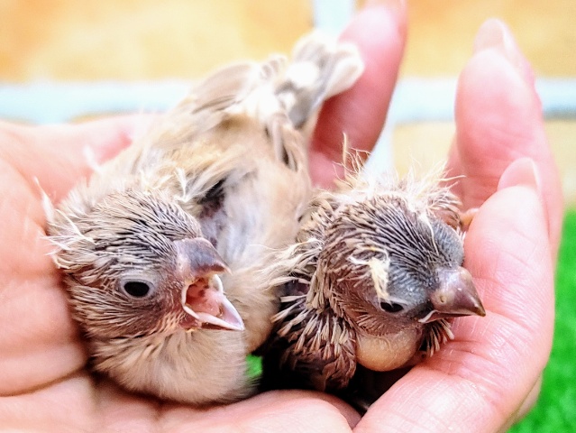 錦花鳥（キンカチョウ）