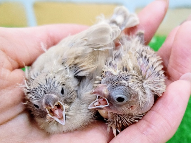 錦花鳥（キンカチョウ）