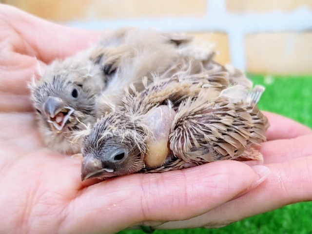 錦花鳥（キンカチョウ）