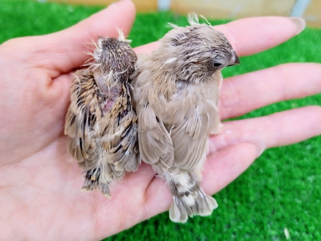 錦花鳥（キンカチョウ）