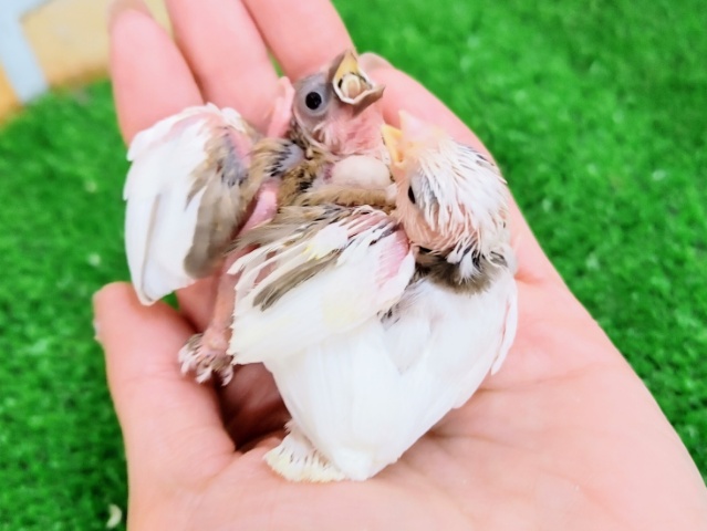 十姉妹（ジュウシマツ）