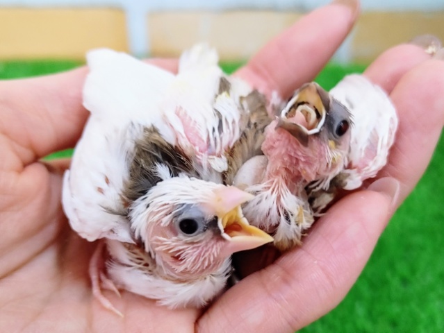 十姉妹（ジュウシマツ）