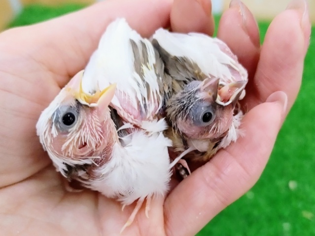 十姉妹（ジュウシマツ）