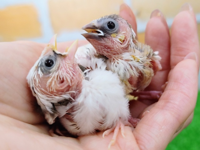 十姉妹（ジュウシマツ）