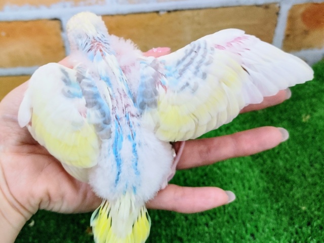 セキセイインコ