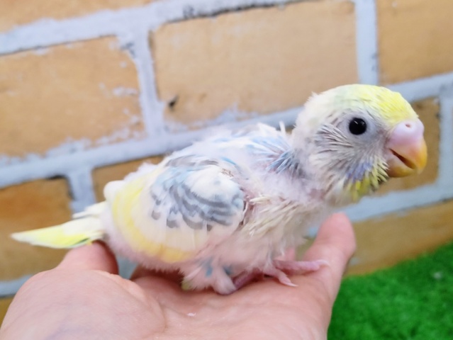 セキセイインコ