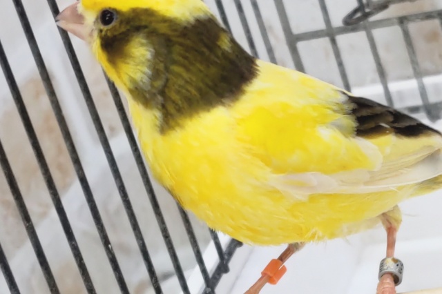 ローラーカナリア