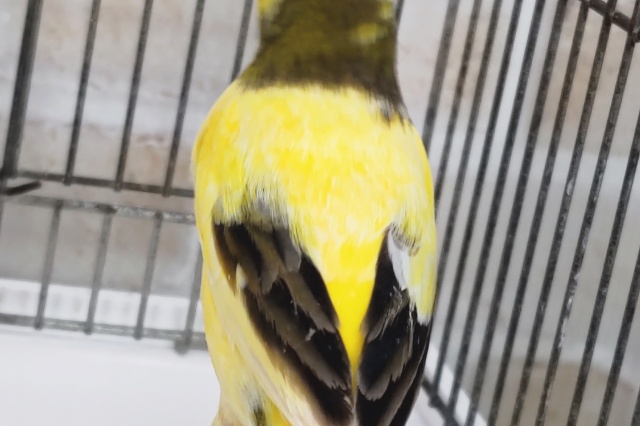 ローラーカナリア