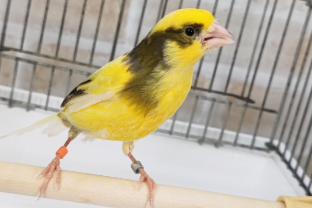 ローラーカナリア