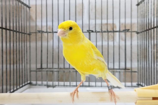 ローラーカナリア