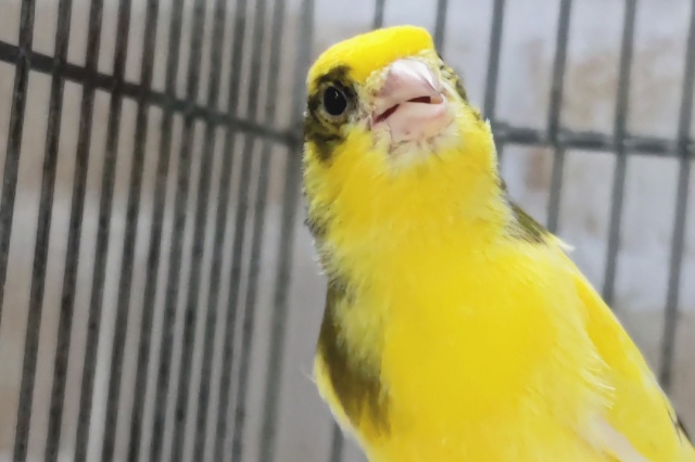 ローラーカナリア