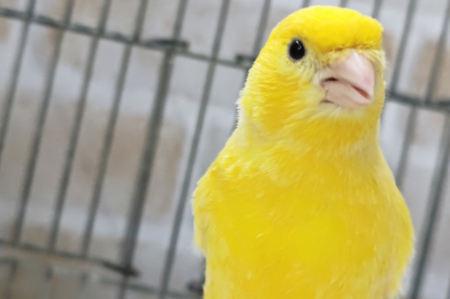 ローラーカナリア